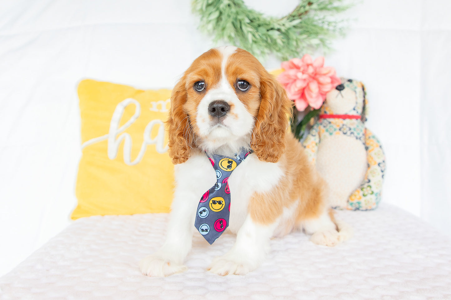 Mike-Cavalier King Charles Male