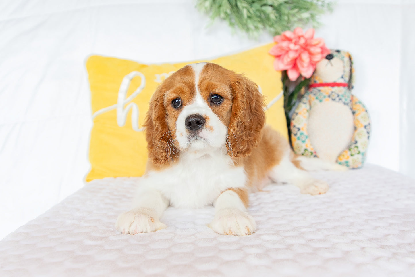 Mike-Cavalier King Charles Male