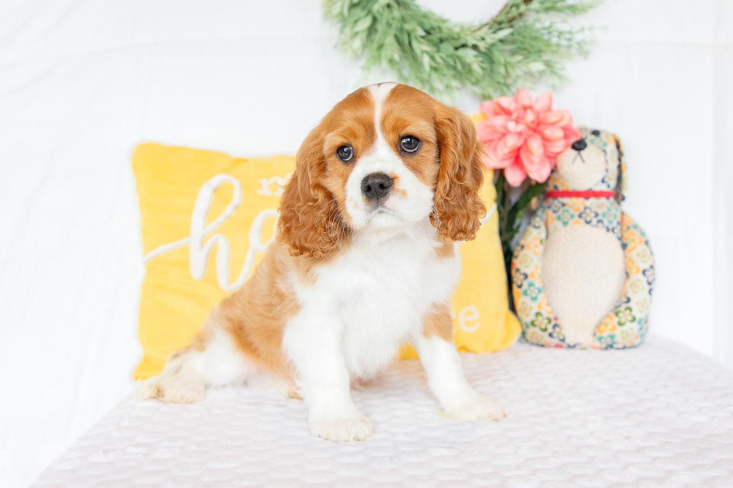 Mike-Cavalier King Charles Male