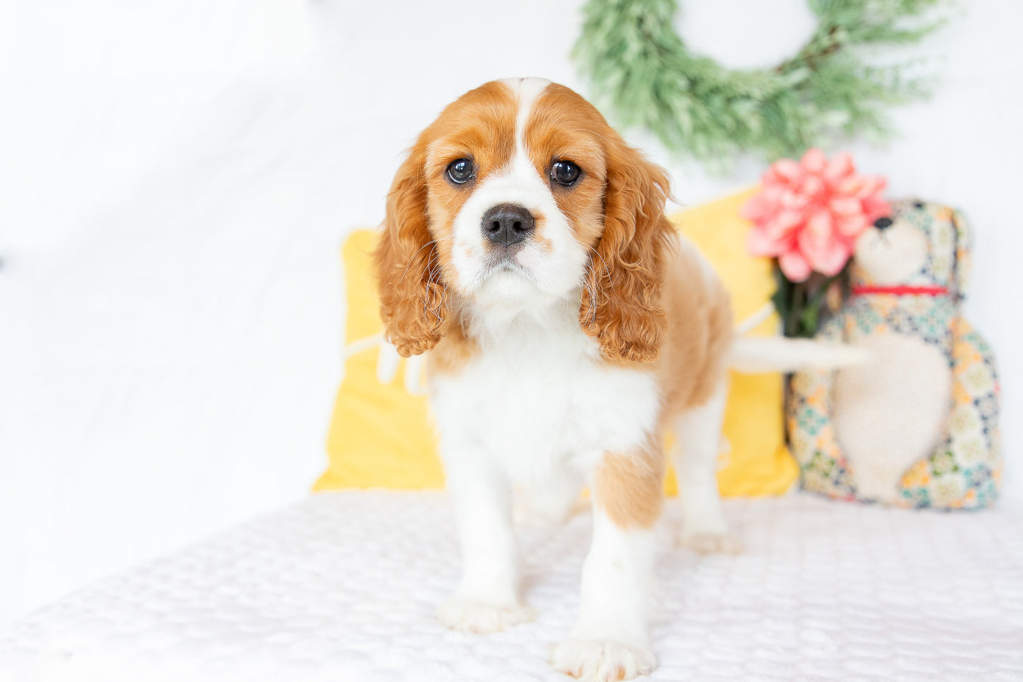 Mike-Cavalier King Charles Male