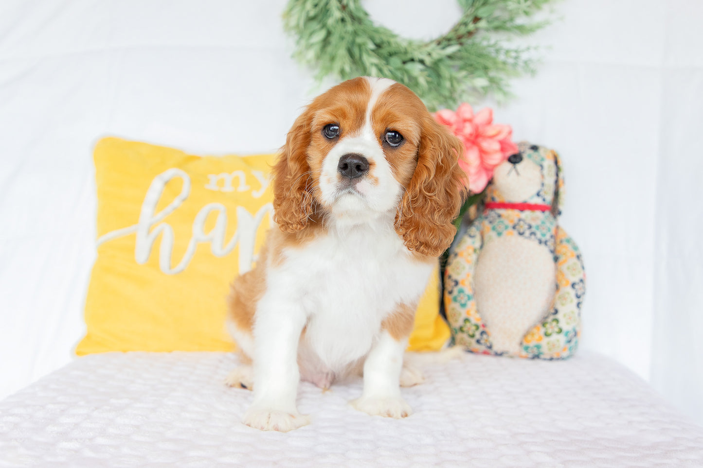 Mike-Cavalier King Charles Male