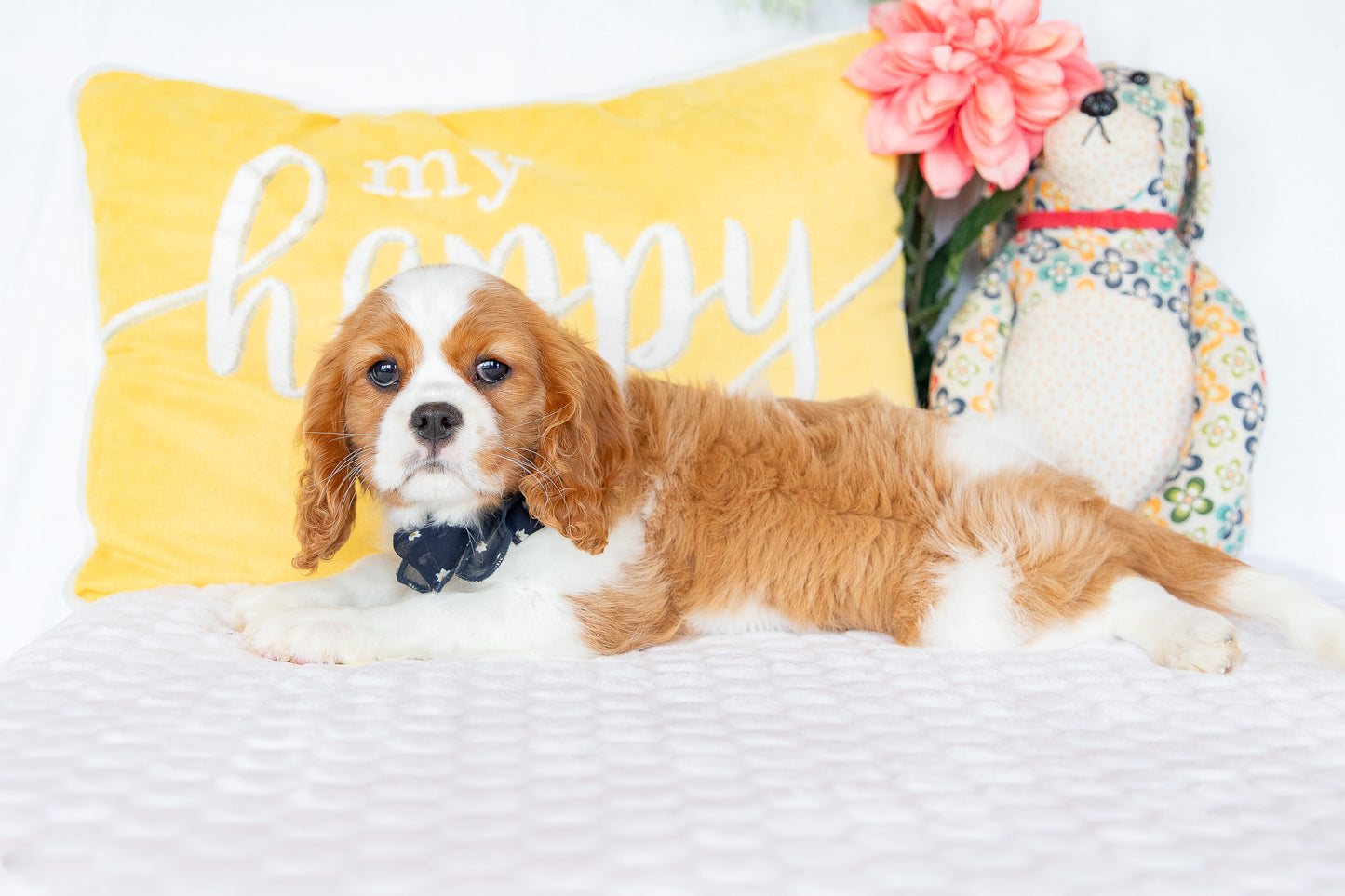 Molly-Cavalier King Charles Female