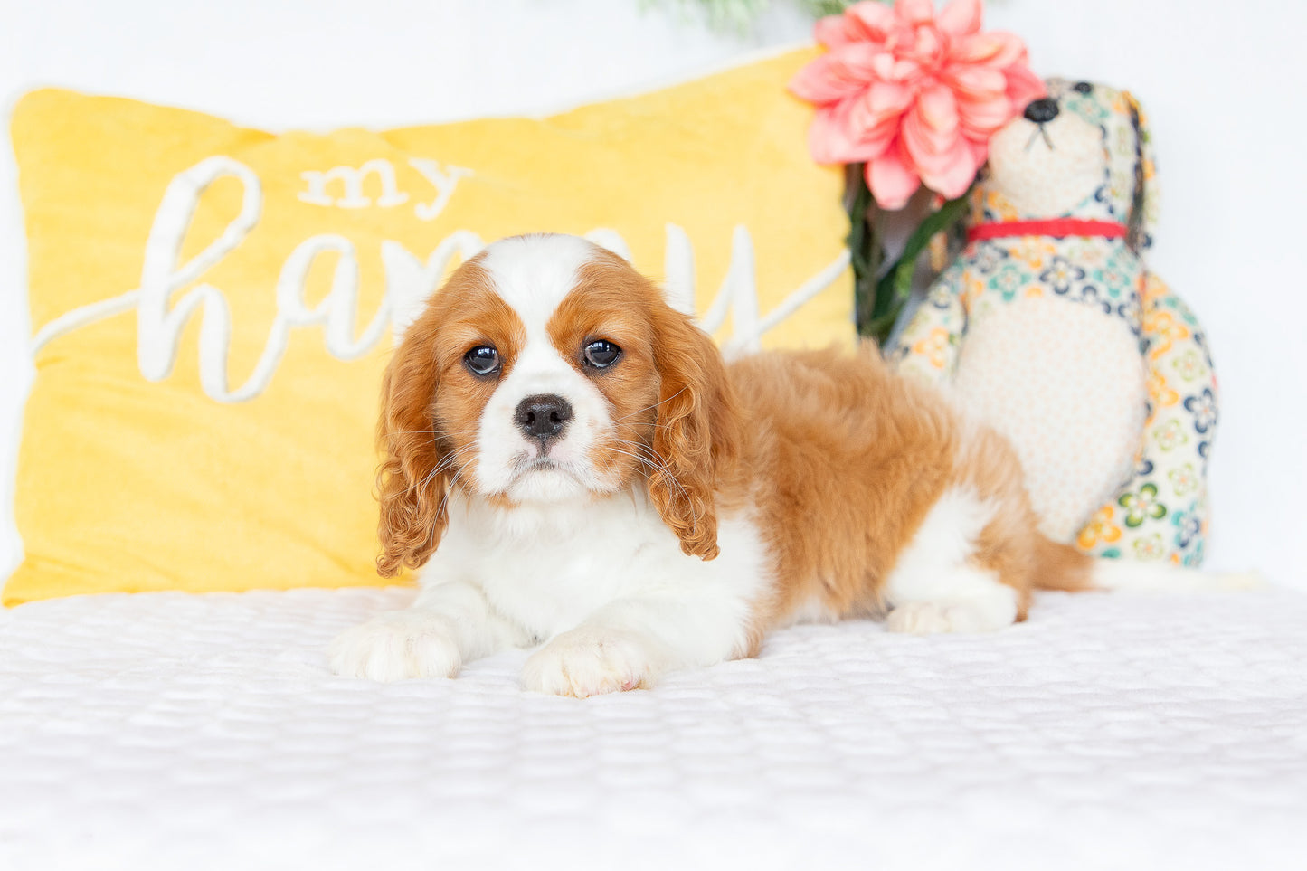 Molly-Cavalier King Charles Female