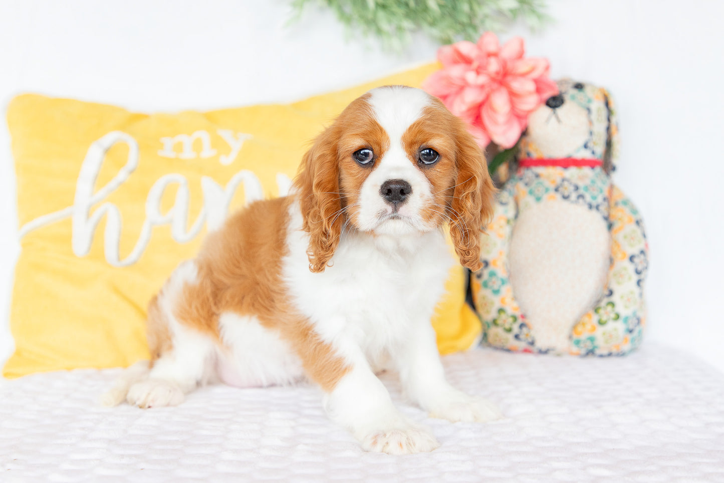 Molly-Cavalier King Charles Female
