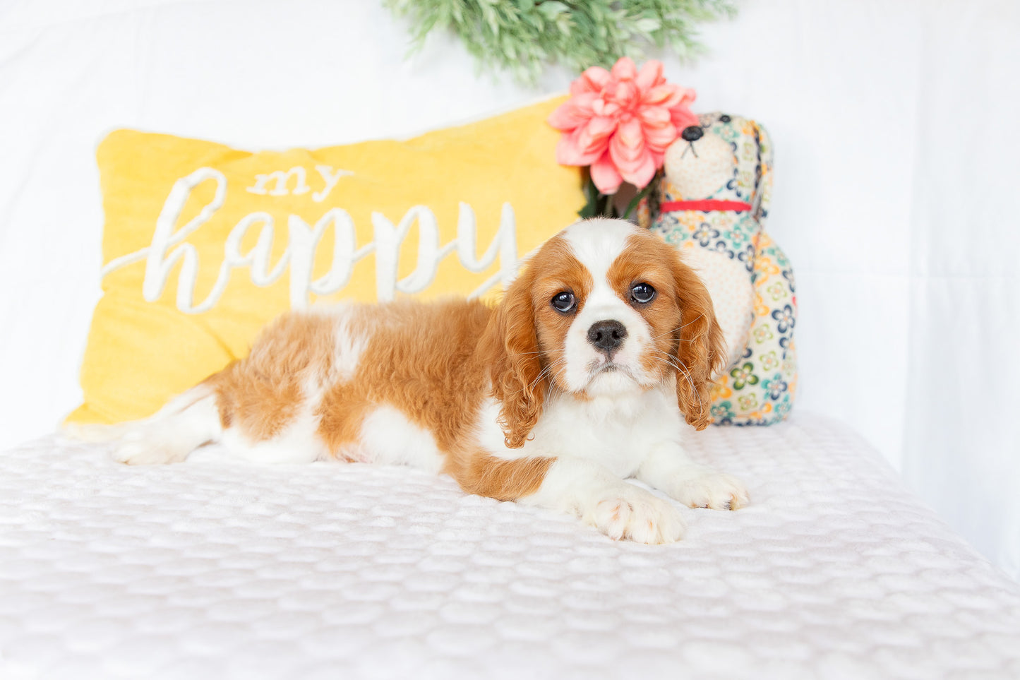 Molly-Cavalier King Charles Female