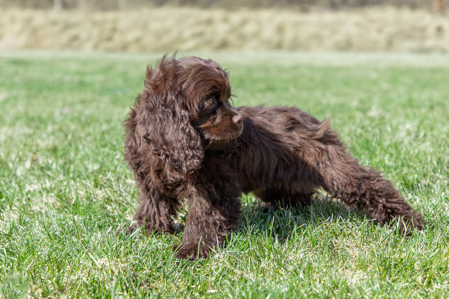 Gaga-Cocker Spaniel Female