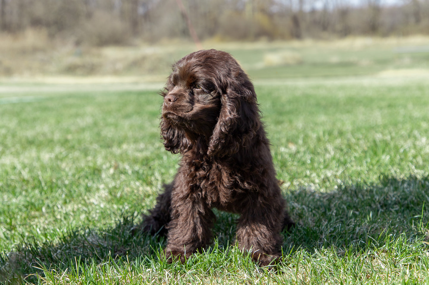 Gaga-Cocker Spaniel Female