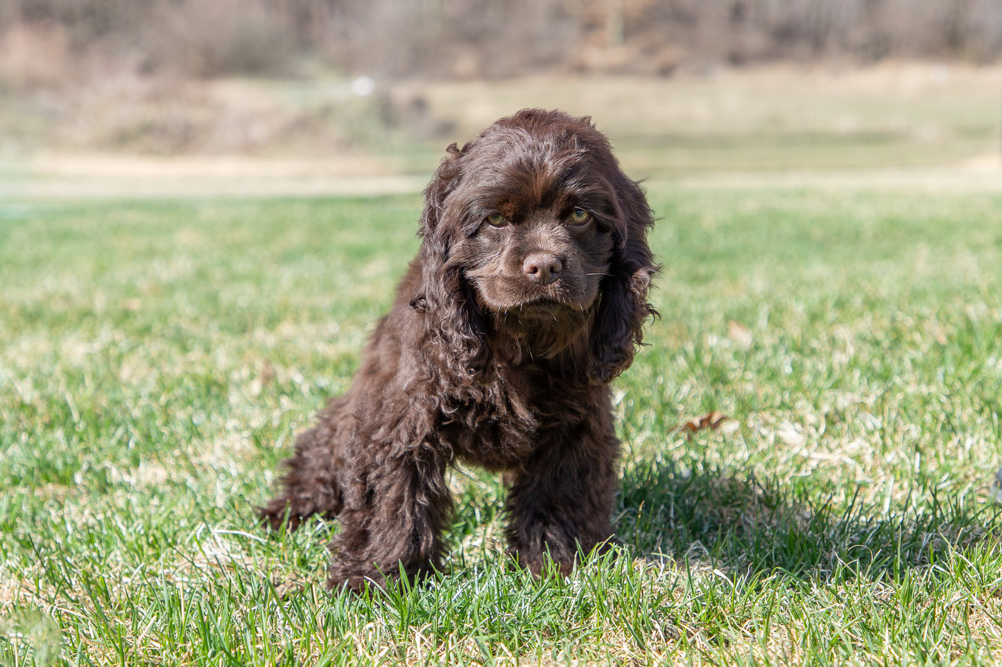 Gaga-Cocker Spaniel Female