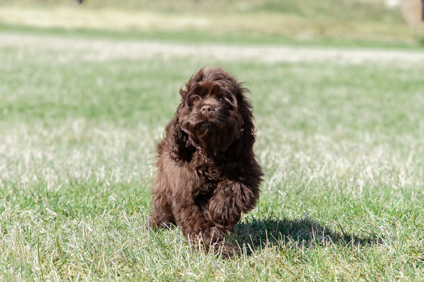 Gabby-Cocker Spaniel Female