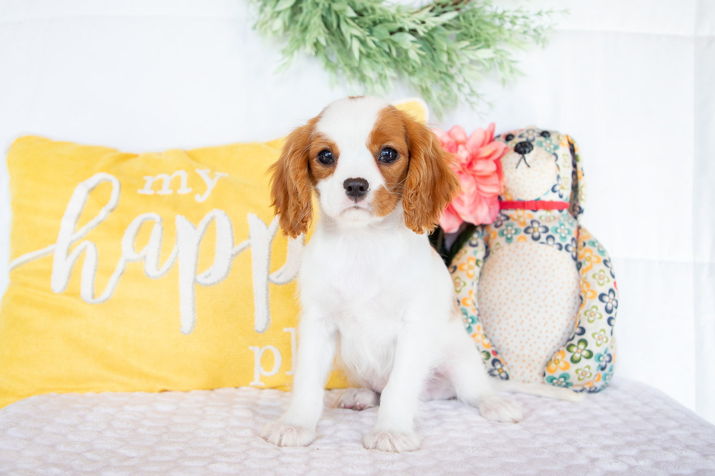 Robin- Cavalier King Charles Male