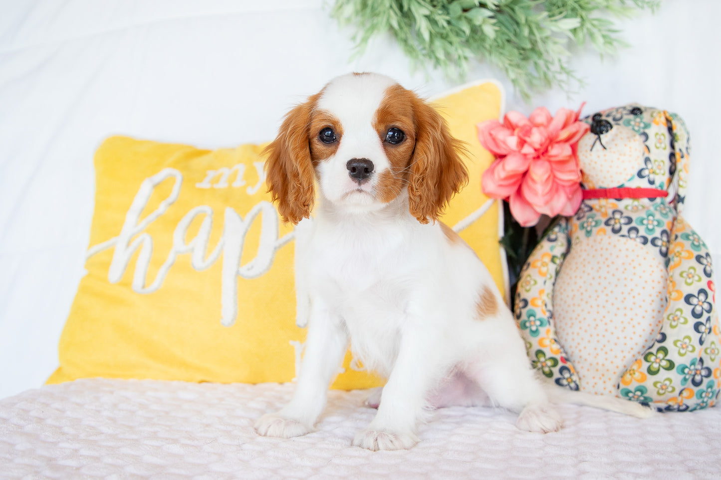 Robin- Cavalier King Charles Male