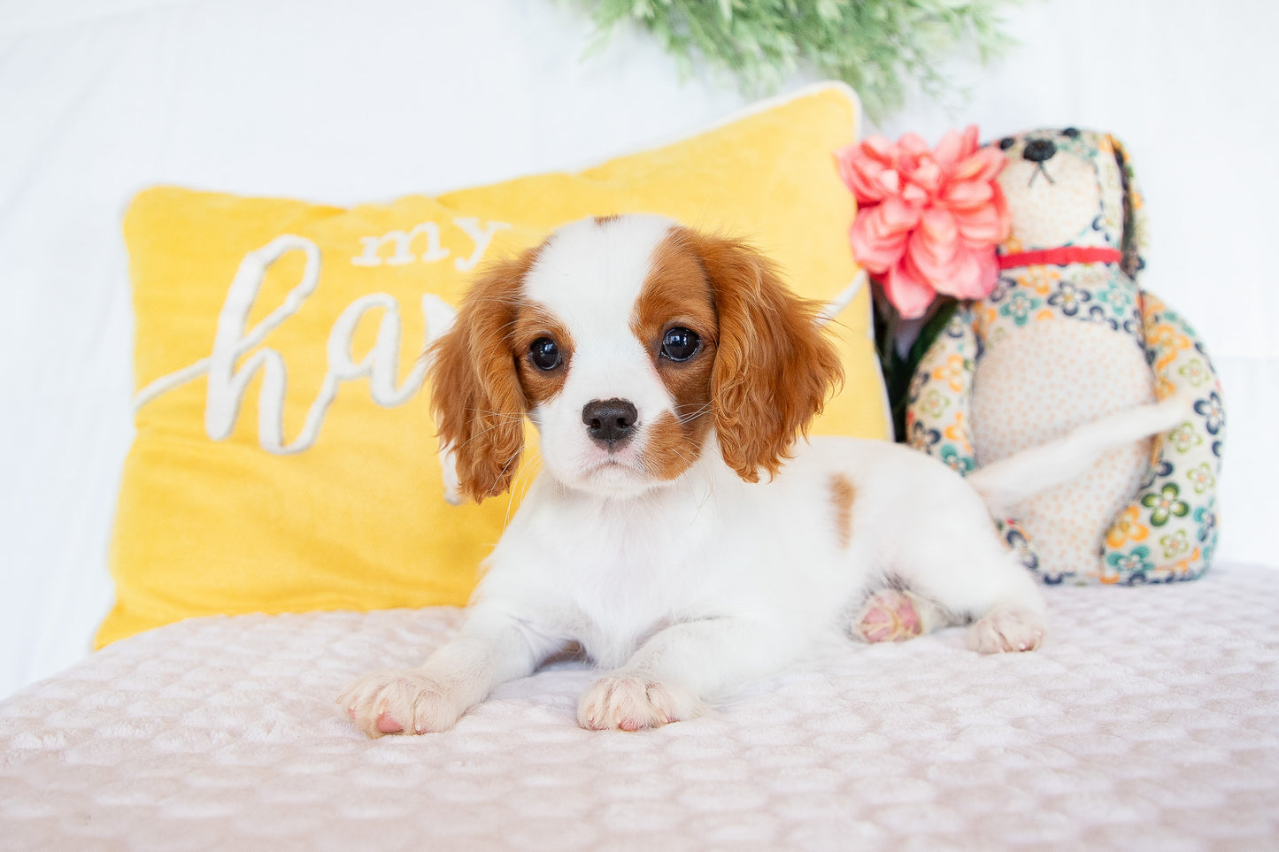 Robin- Cavalier King Charles Male