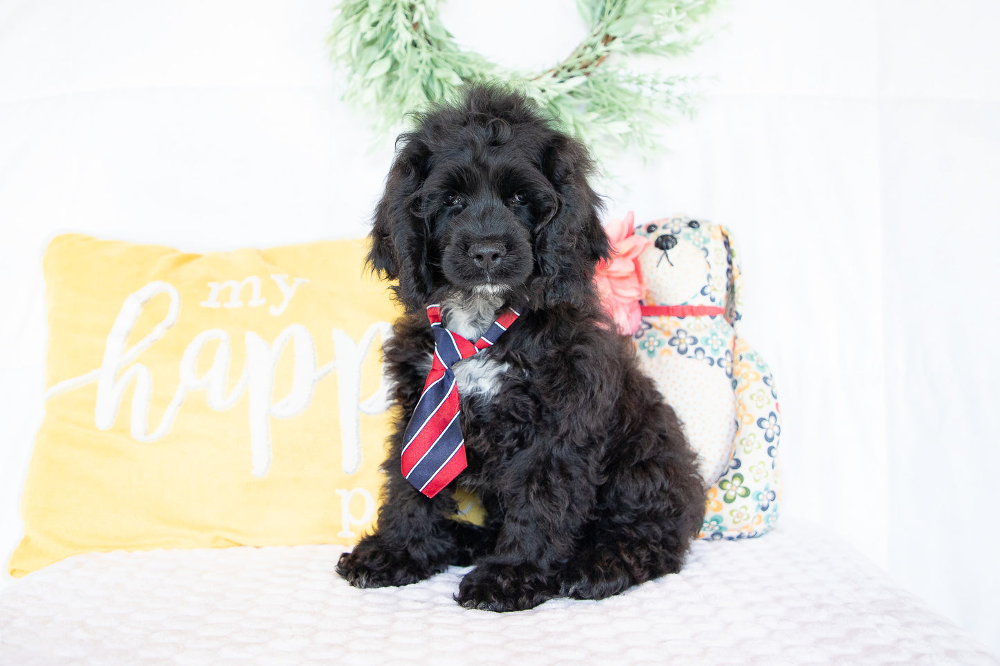 Ozzy-Cocker Spaniel Male