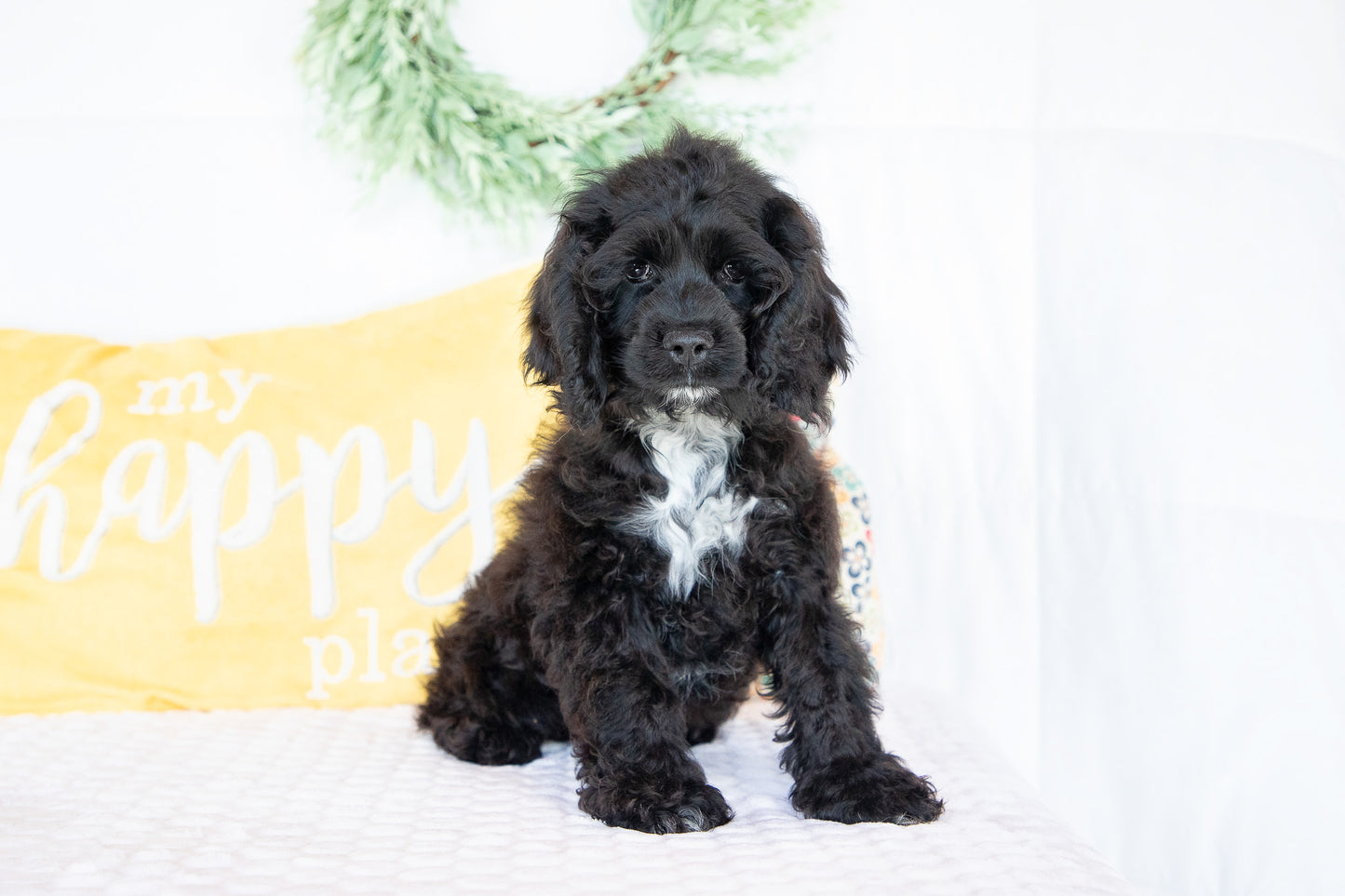 Ozzy-Cocker Spaniel Male
