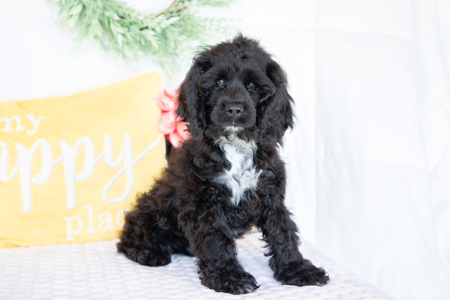 Ozzy-Cocker Spaniel Male