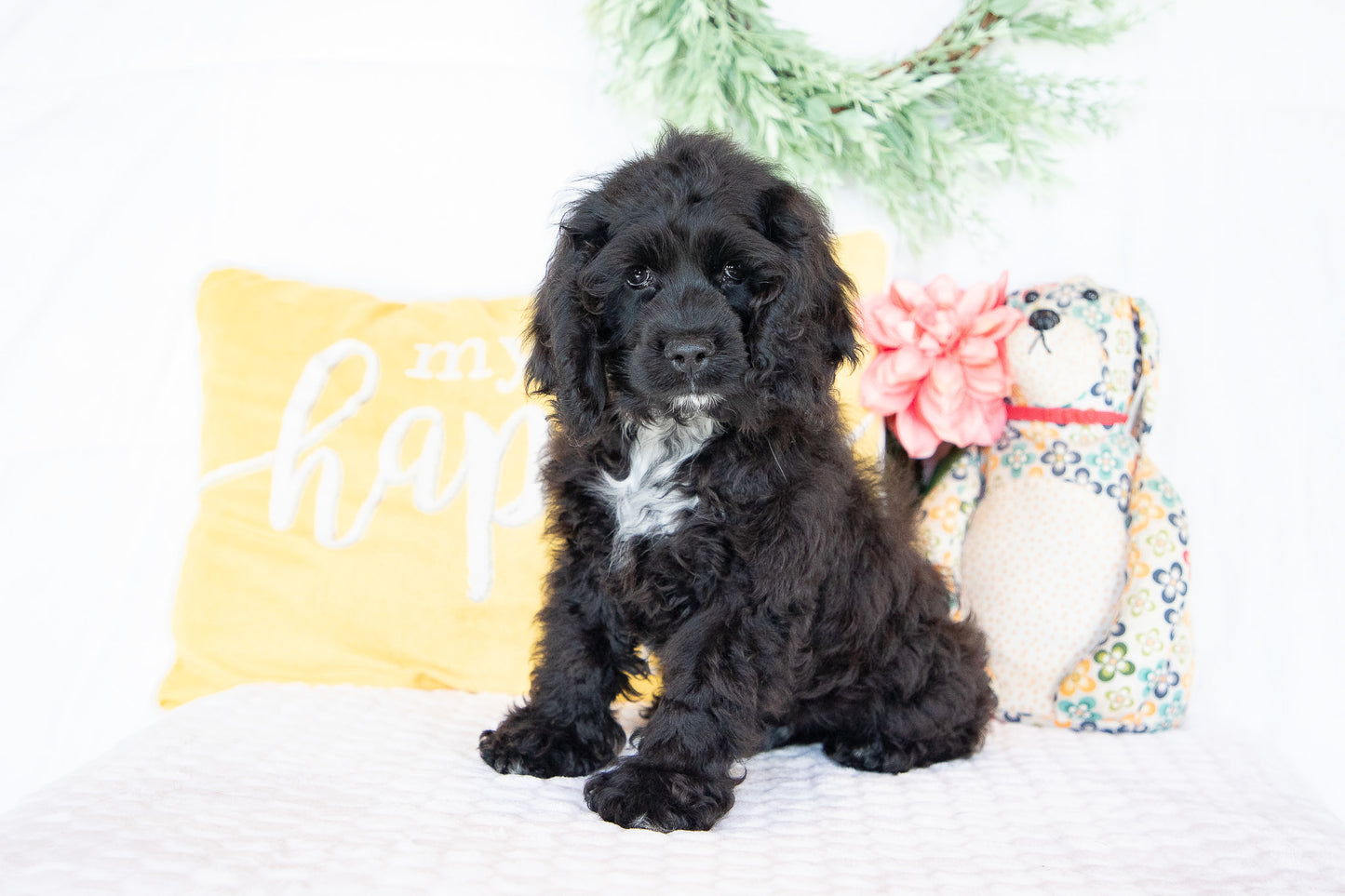 Ozzy-Cocker Spaniel Male