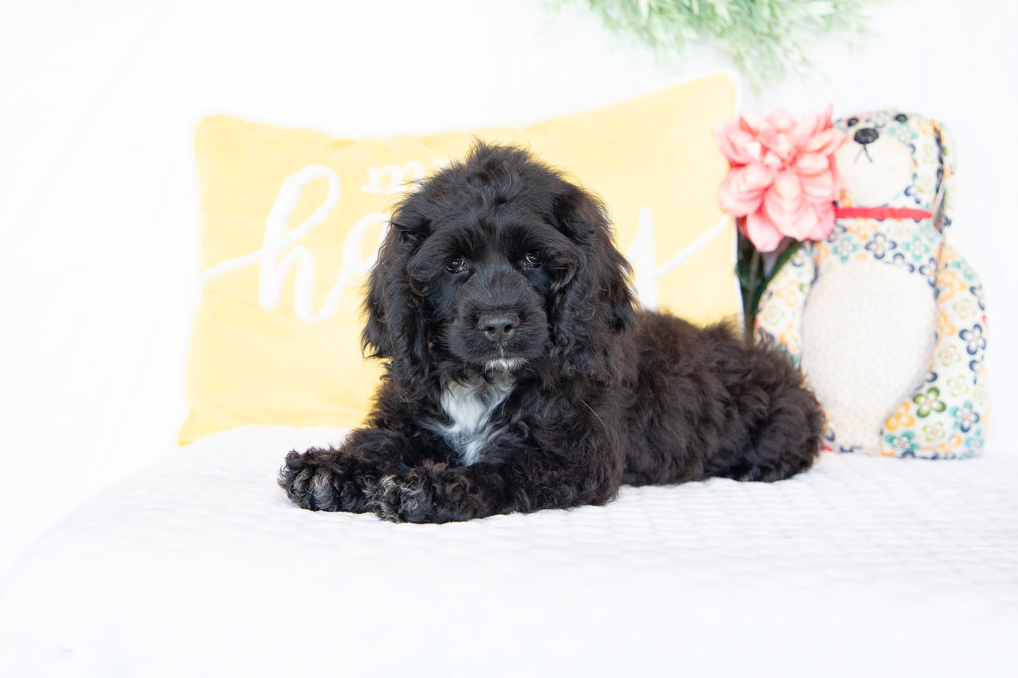 Ozzy-Cocker Spaniel Male
