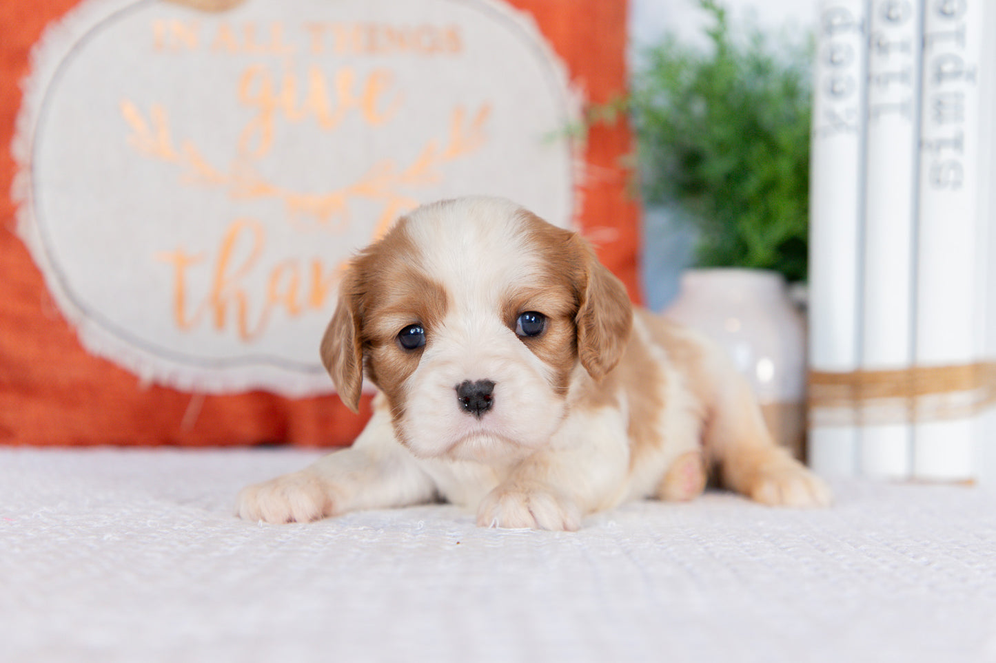 Cavalier King Charles Spaniel Female (Haven)