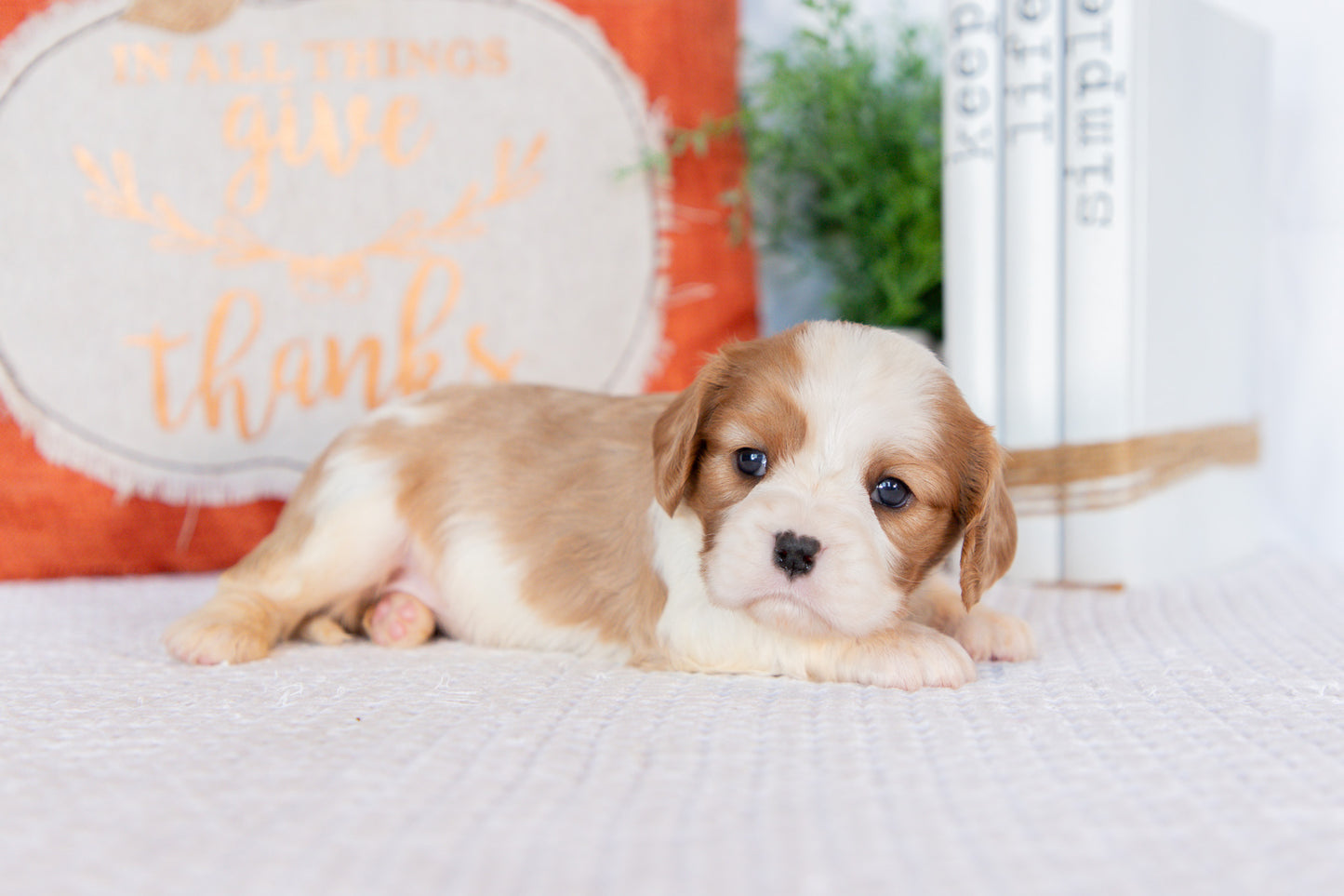 Cavalier King Charles Spaniel Female (Haven)