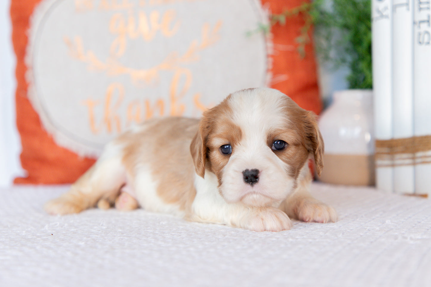 Cavalier King Charles Spaniel Female (Haven)