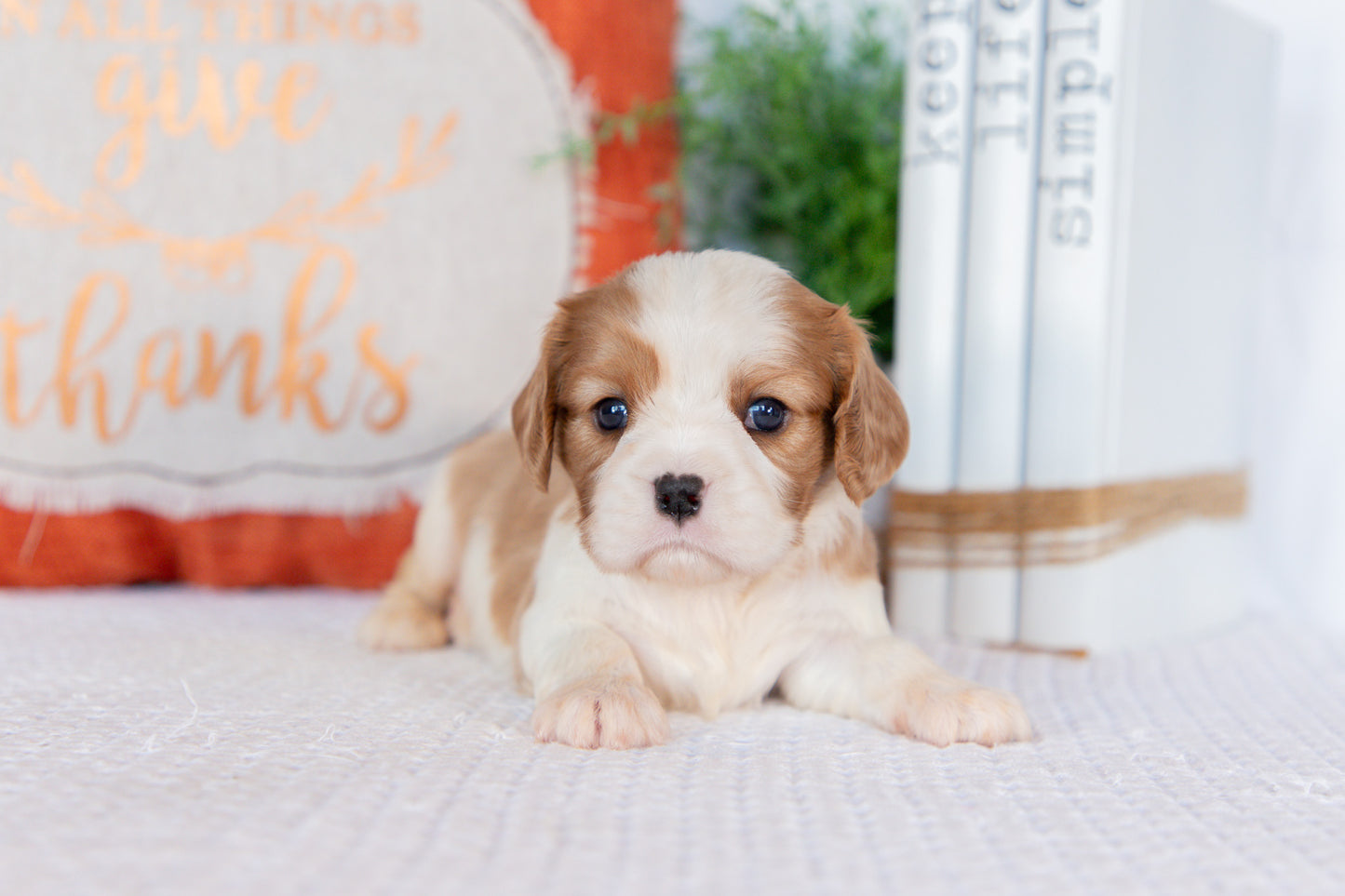 Cavalier King Charles Spaniel Female (Haven)