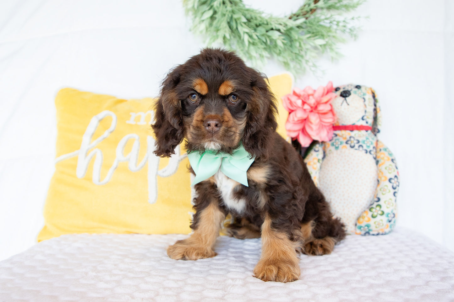 Olympia-Cocker Spaniel Female