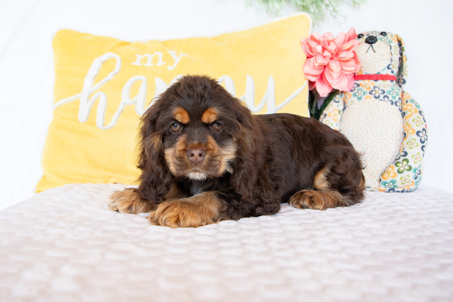 Olympia-Cocker Spaniel Female