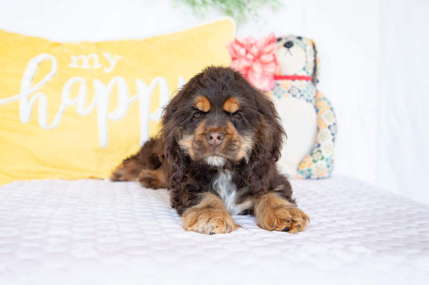 Olympia-Cocker Spaniel Female