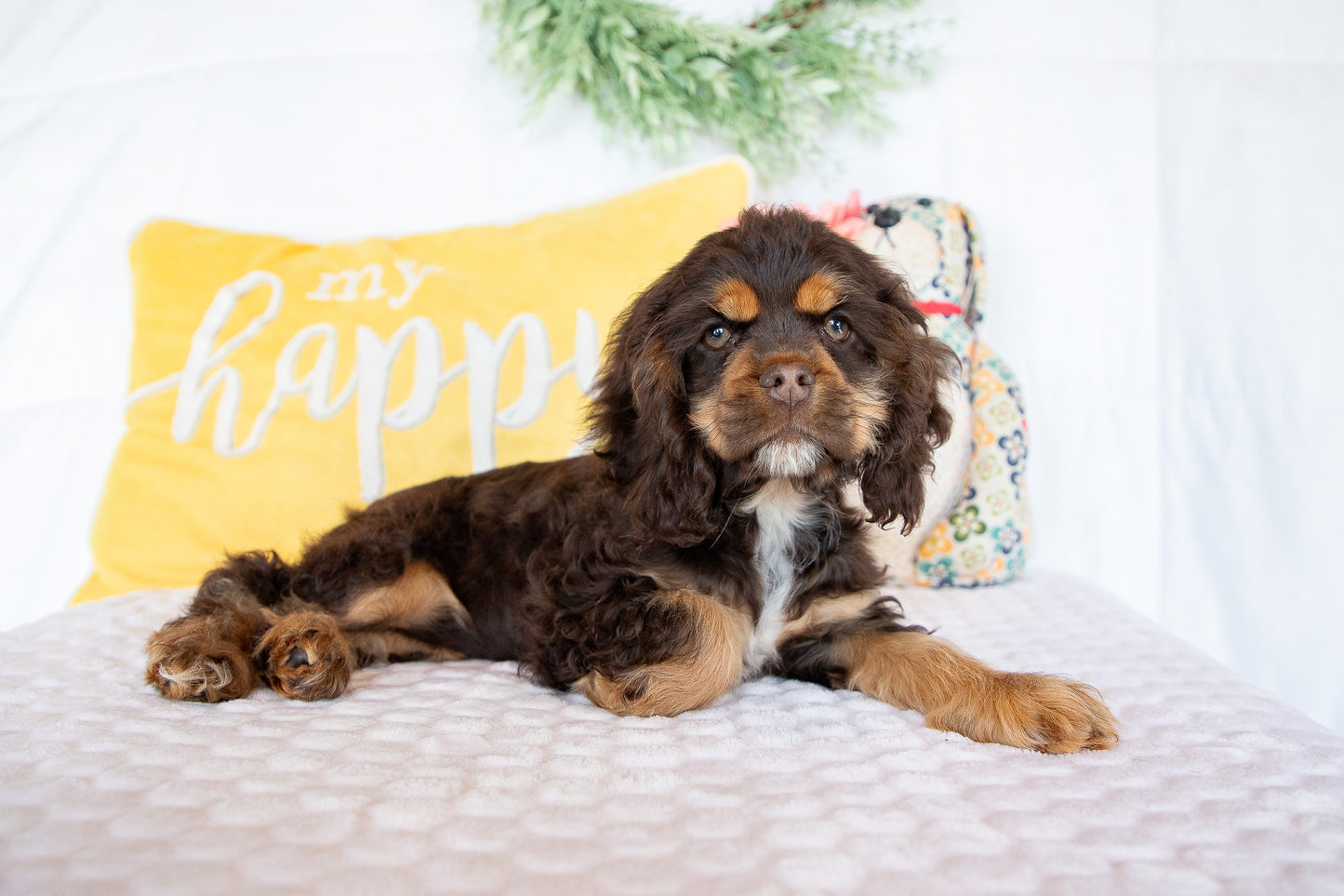 Olympia-Cocker Spaniel Female