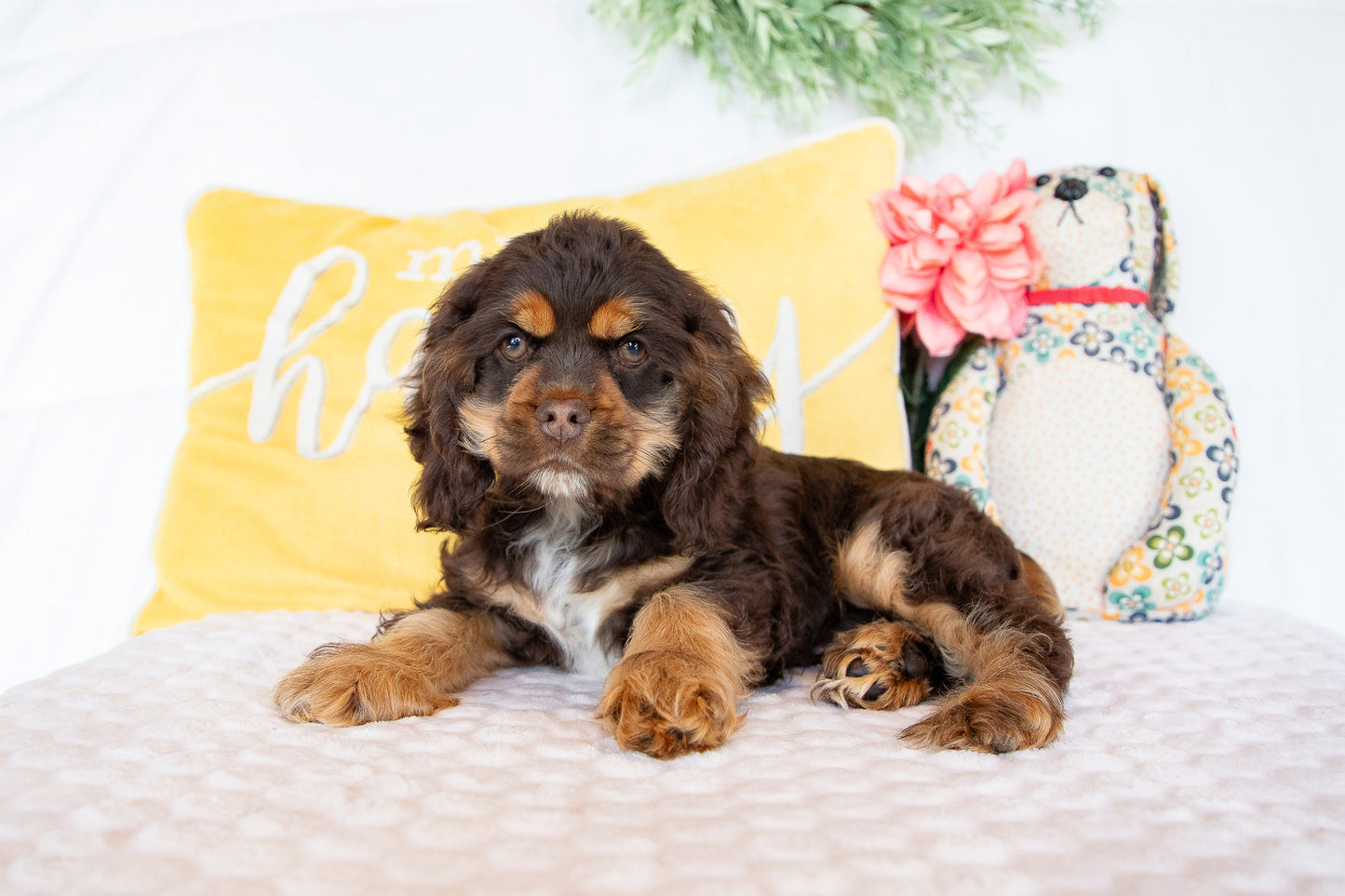 Olympia-Cocker Spaniel Female