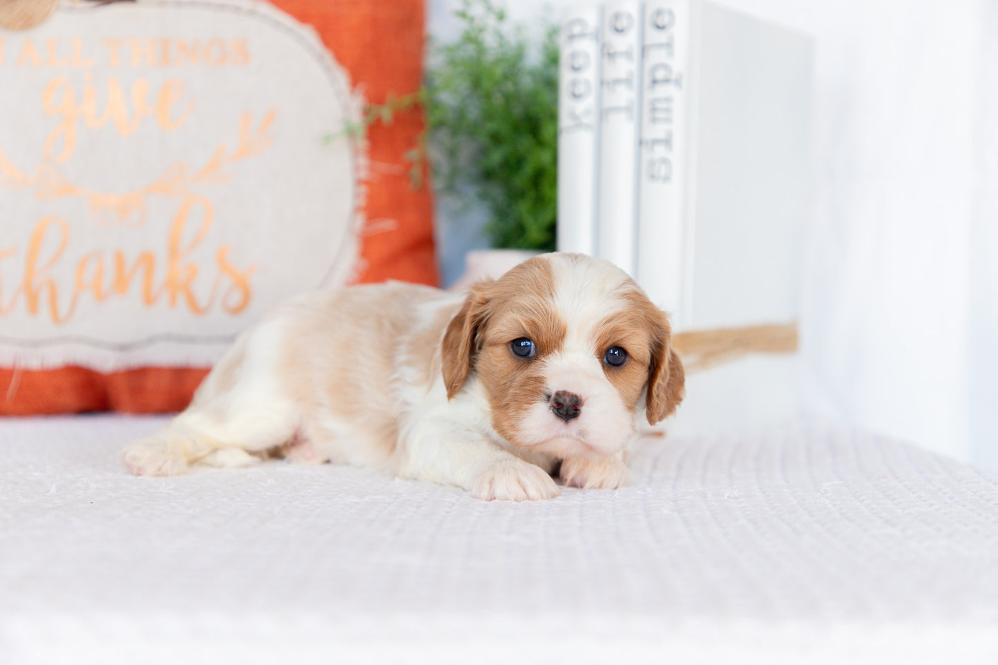 Cavaler King Charles Spaniel Female ( Sadie)