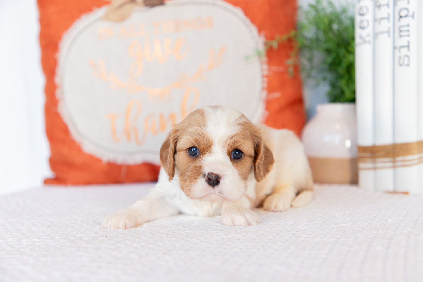 Cavaler King Charles Spaniel Female ( Sadie)