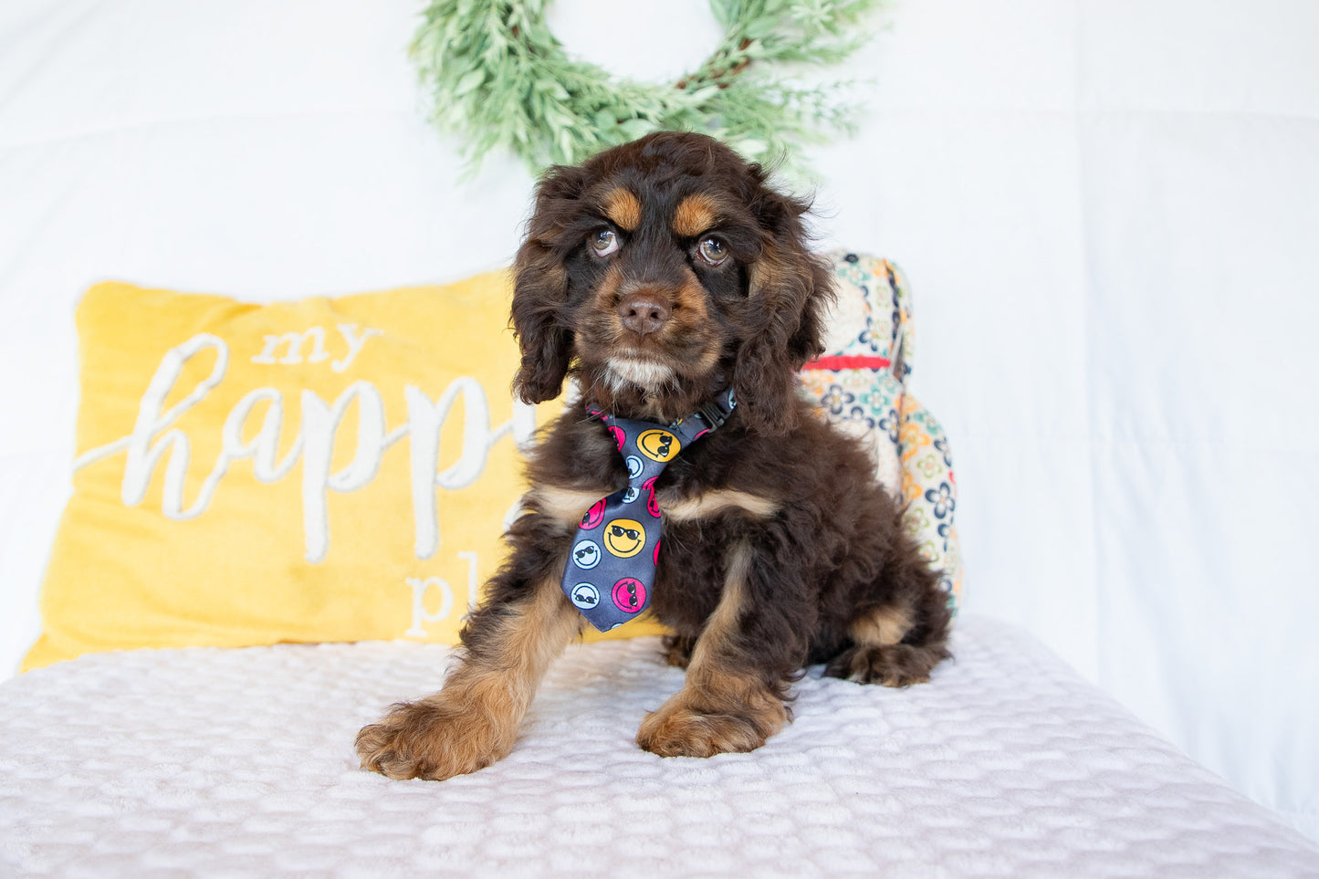 Otis-Cocker Spaniel Male