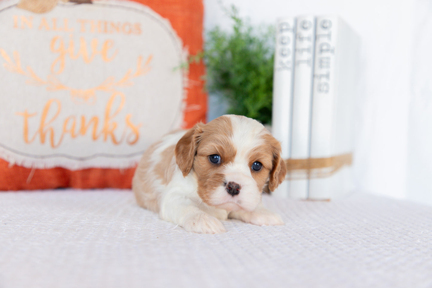 Cavaler King Charles Spaniel Female ( Sadie)