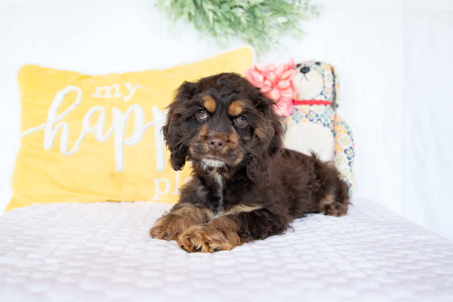 Otis-Cocker Spaniel Male