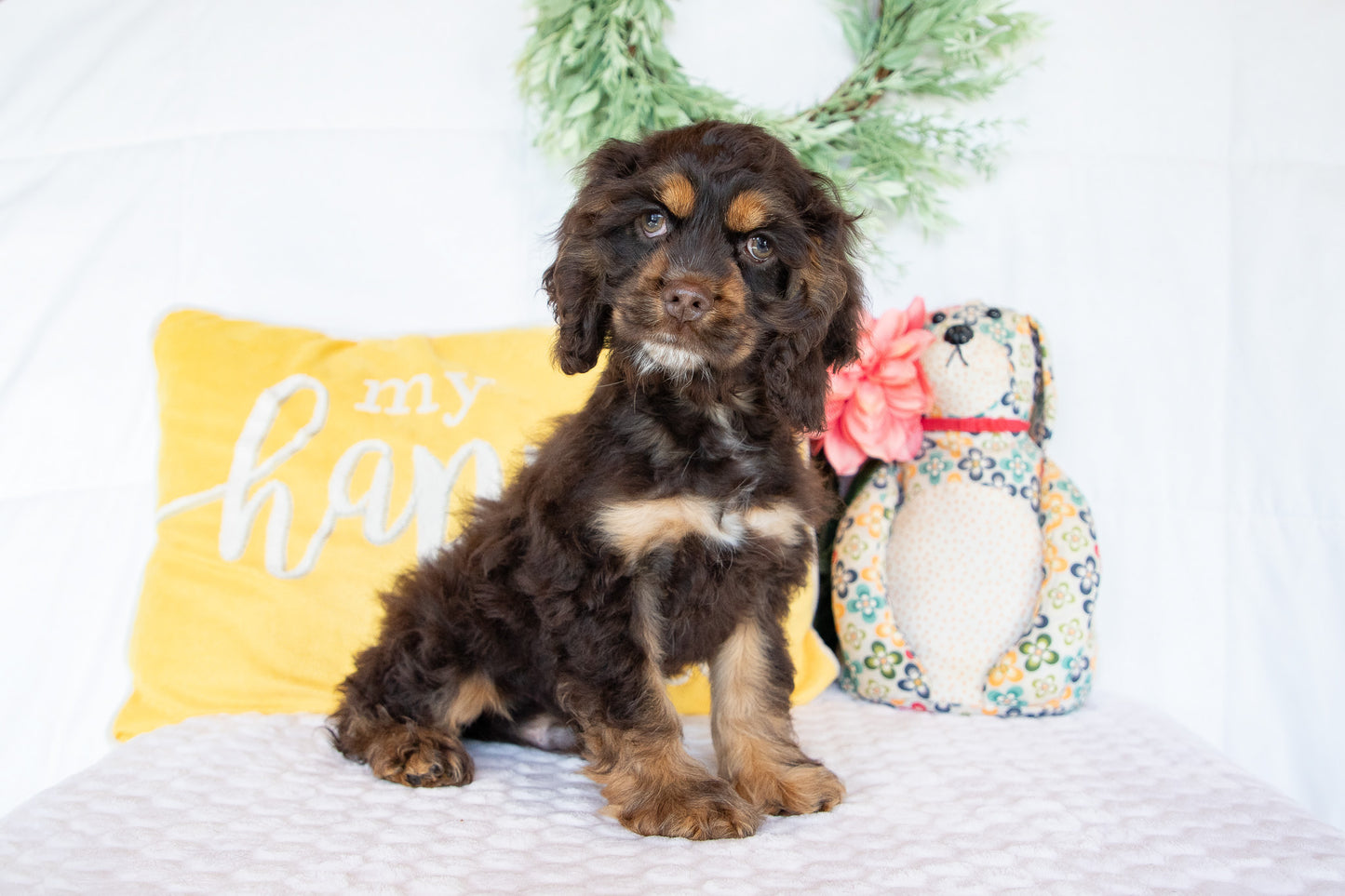Otis-Cocker Spaniel Male