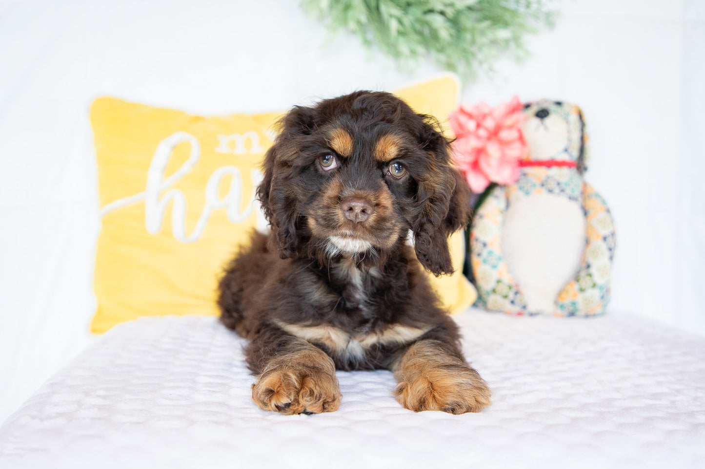 Otis-Cocker Spaniel Male