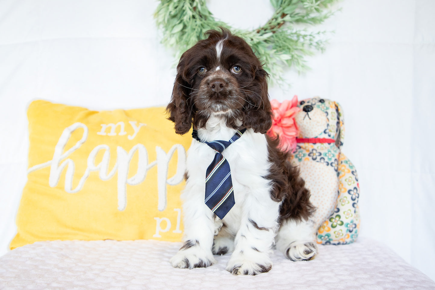 Pan-Cocker Spaniel Male