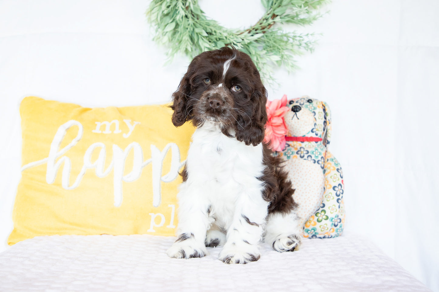Pan-Cocker Spaniel Male