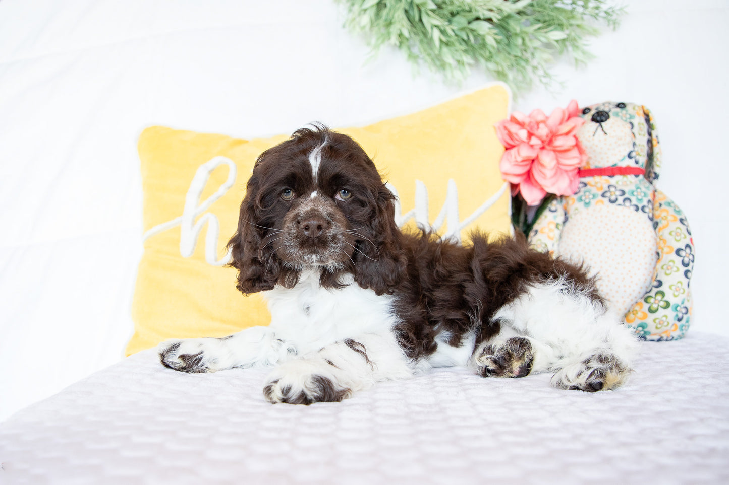 Pan-Cocker Spaniel Male