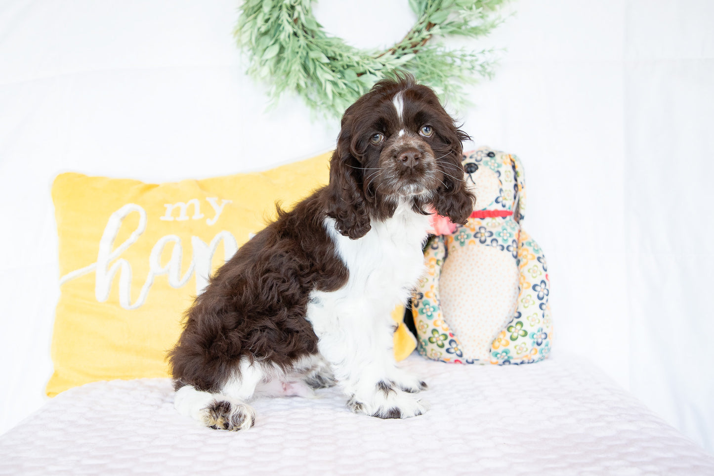 Pan-Cocker Spaniel Male