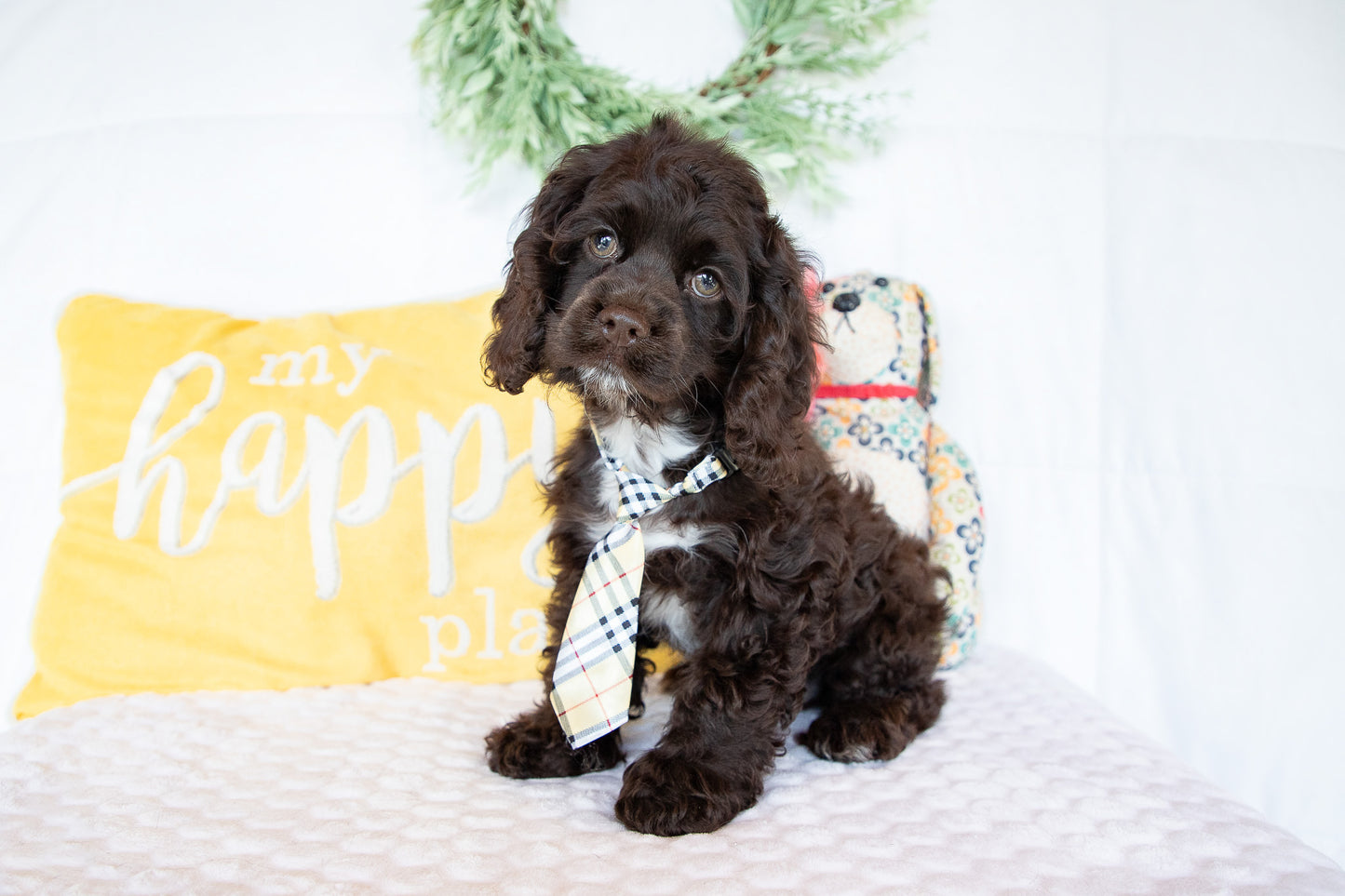 Peter-Cocker Spaniel Male