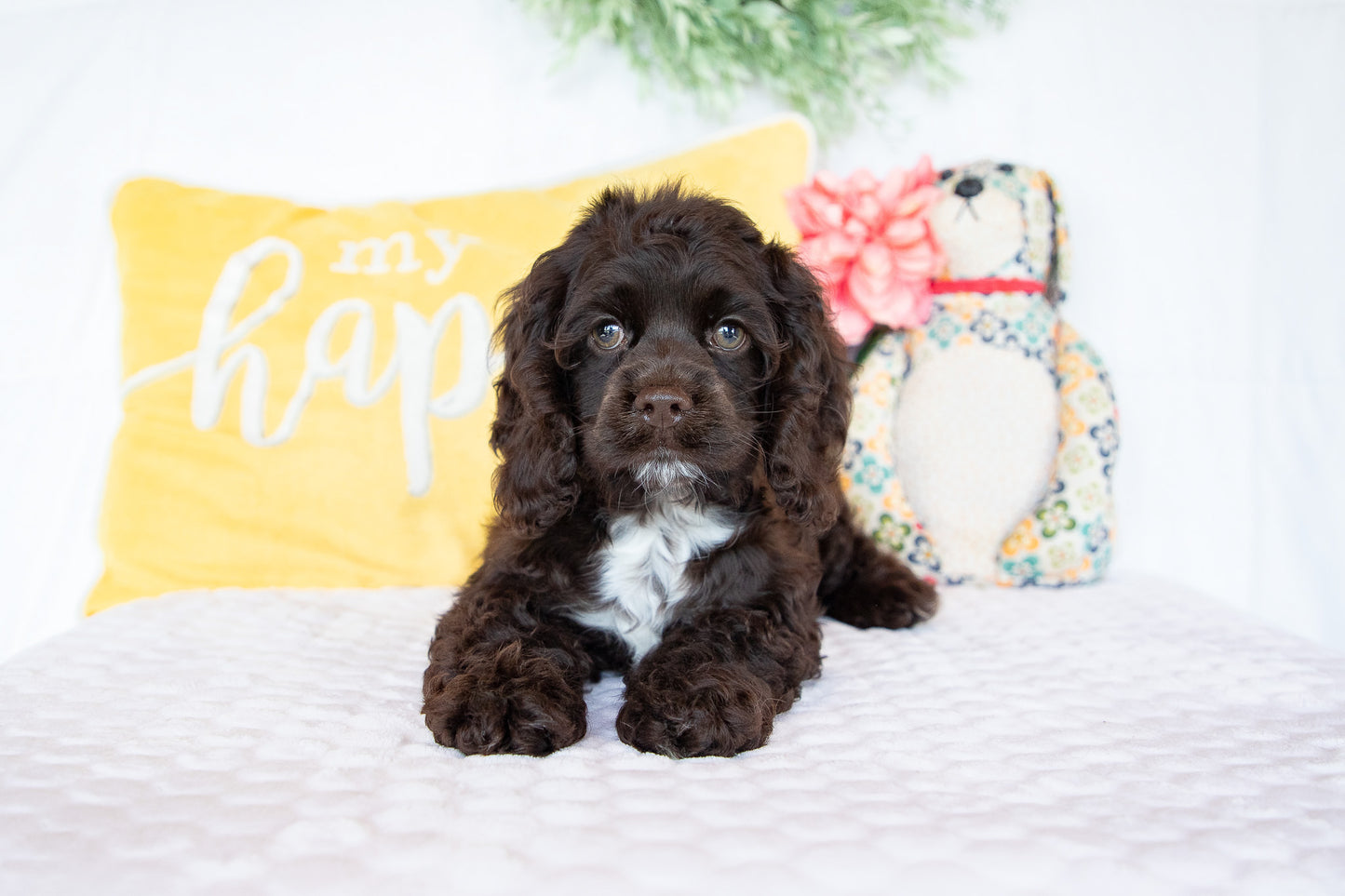 Peter-Cocker Spaniel Male