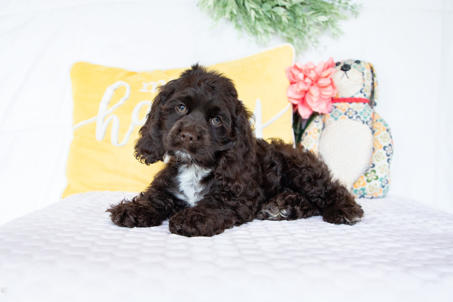 Peter-Cocker Spaniel Male