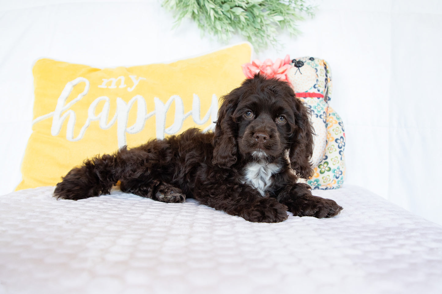 Peter-Cocker Spaniel Male