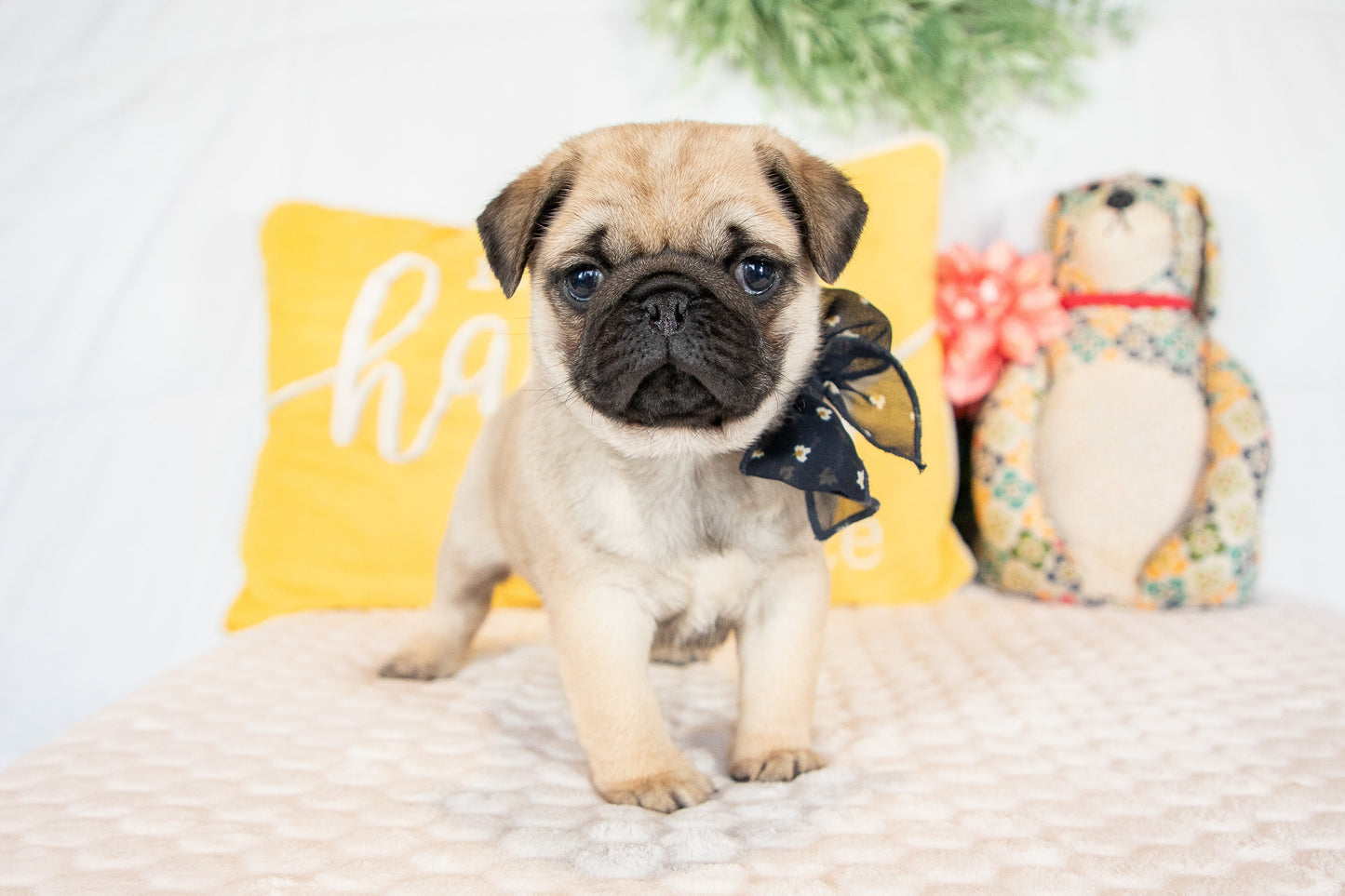 Gracie-Pug Female