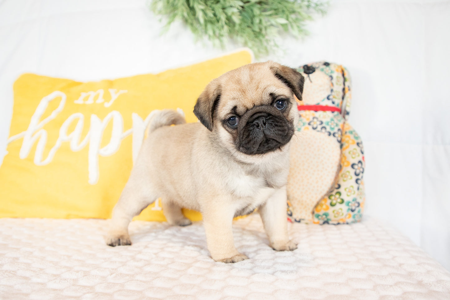 Gracie-Pug Female