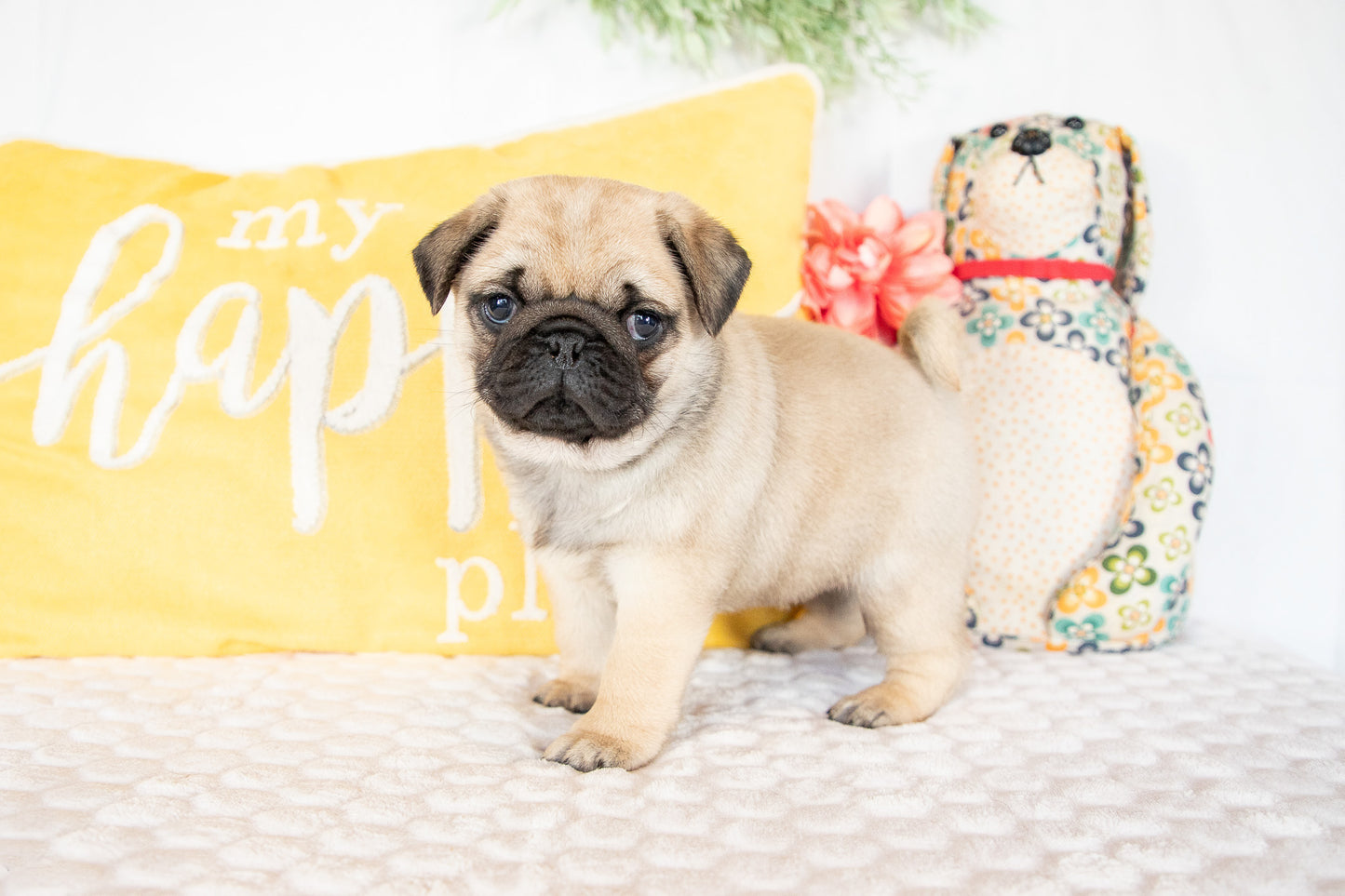 Gracie-Pug Female