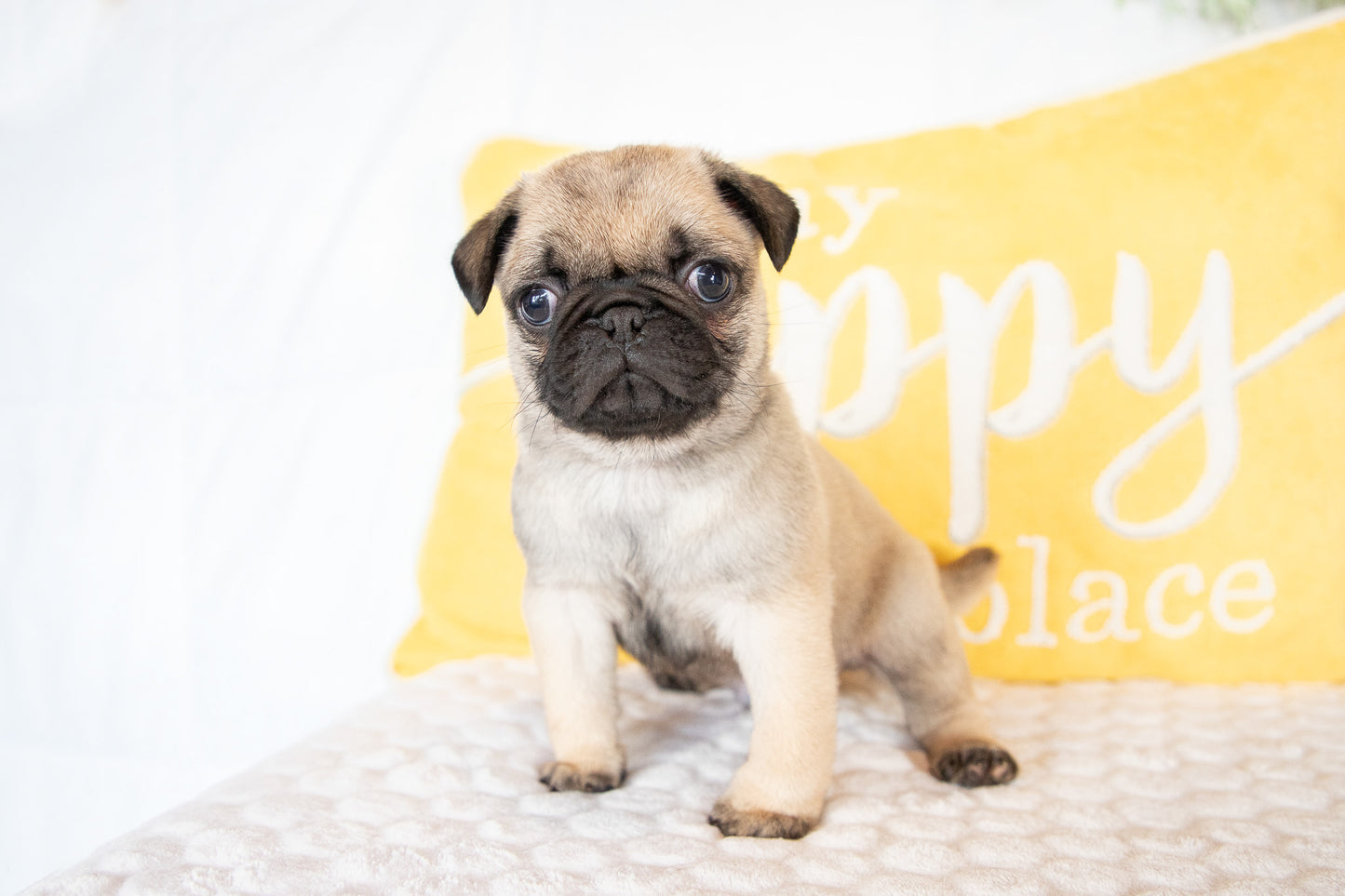 Gilbert-Pug Male
