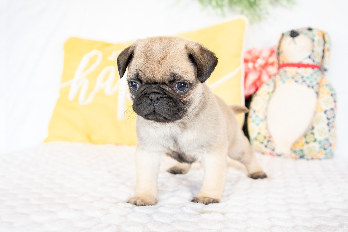 Gilbert-Pug Male